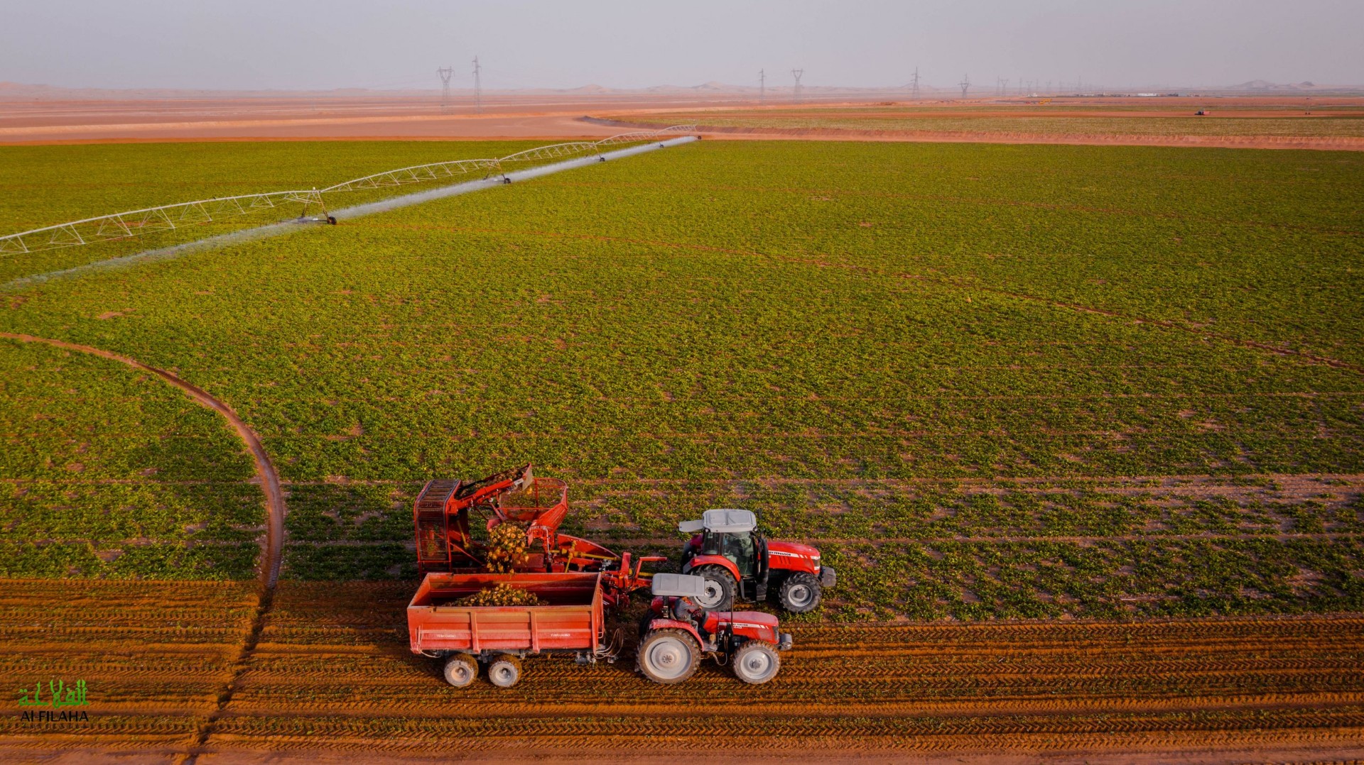 Pivot irrigation and root-crop harvest on Atlas's Sahara farm in Algeria